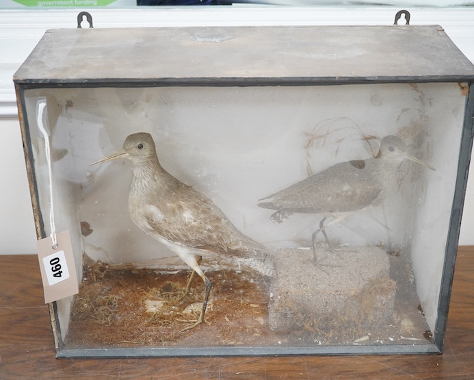 A cased taxidermy group of two Willets, 40.5cm wide, 31cm high. Condition - fair